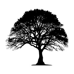Fototapeta premium The silhouette of a large deciduous tree