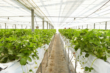 Strawberry, strawberry farm in greenhouse	