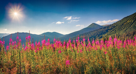 Panoramic summer view of mountains glade with pink flowers. Marvelous morning view of Carpathian mountains with blooming angustifolium flower, Ukraine, Europe. Beauty of nature concept background. - 780384172
