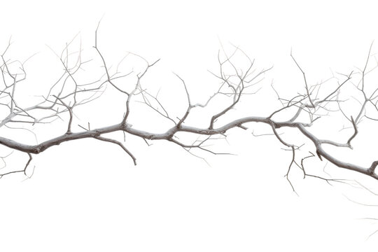 Bare Tree Branch Against Sky. On a White or Clear Surface PNG Transparent Background.