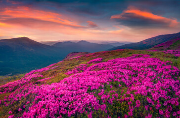 Majestic sunrise on Chornogora mountain range. Blooming pink rhododendron flowers on Carpathian...