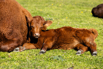 Brown calf leaned on mother cow and lying in the field.
