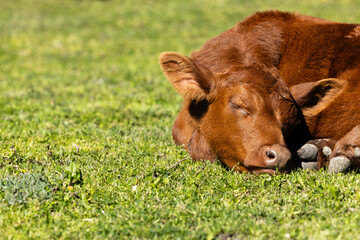 Young cow sleeping on farmland.