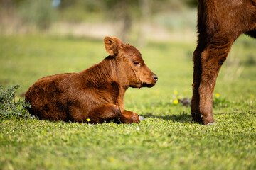 Calf domestic animals farm life.