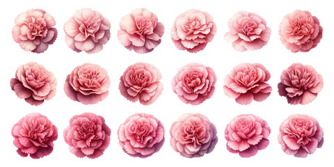 Set of watercolor illustrations of pink carnation flowers