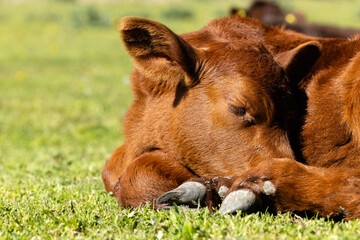Close up view of young cow sleeping on the farm.