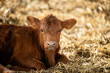 Calf domestic animal lying down in cowshed.