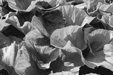 Monochromatic texture of large leaves in a detailed black and white photograph, ideal for artistic...