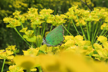 Callophrys rubi Green Hairstreak butterfly posed - 780386999