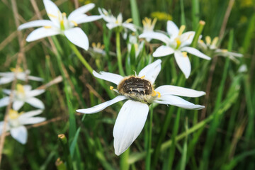Ornithogalum umbellatum Star of bethlehem flower - 780387145