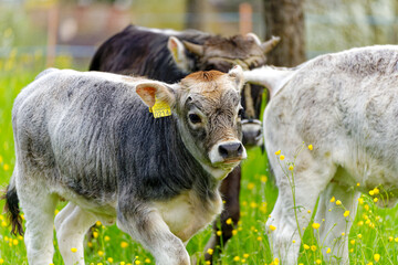 Close-up of herd of horned cows of breed named Rätisches Grauvieh on meadow at Swiss City of...