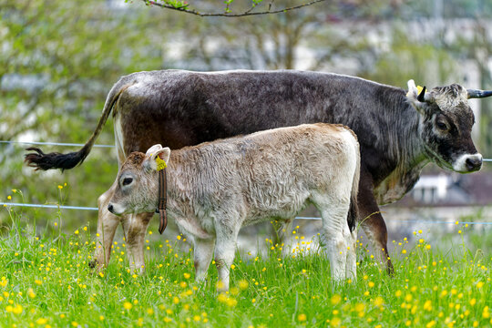 Close-up of herd of horned cows of breed named Rätisches Grauvieh on meadow at Swiss City of Zürich on a cloudy morning. Photo taken April 7th, 2024, Zurich, Switzerland.