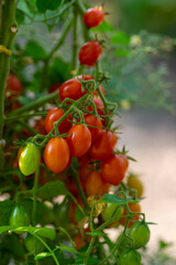 Red and green ripening edible tomatoes fruits hanging on tomato plant, tasty and healthy lifestyle ingredient for cooking