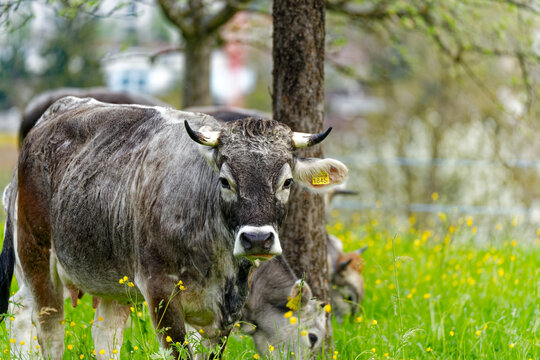 Close-up of herd of horned cows of breed named Rätisches Grauvieh on meadow at Swiss City of Zürich on a cloudy morning. Photo taken April 7th, 2024, Zurich, Switzerland.