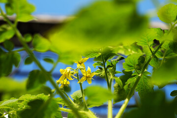 Fototapeta na wymiar Close up of tomato flower blooming on agriculture garden, yellow floral on green leaf so pretty at vegetable farm