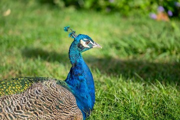 Portrait of a beautiful blue peacock with its colorful feathers.
