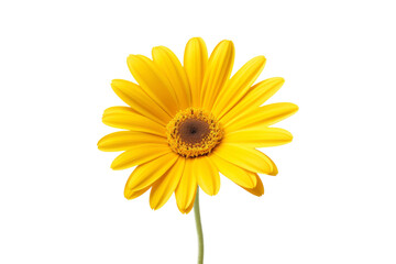 Vibrant Yellow Flower on White Background. On a White or Clear Surface PNG Transparent Background.