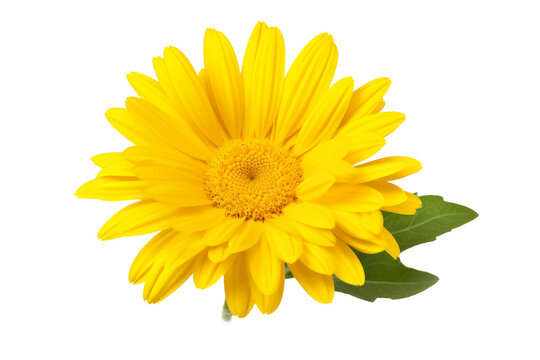 Yellow Flower and Green Leaves on White Background. On a White or Clear Surface PNG Transparent Background.