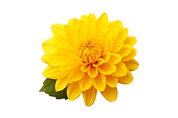 Yellow Flower With Green Leaves on White Background. On a White or Clear Surface PNG Transparent Background.