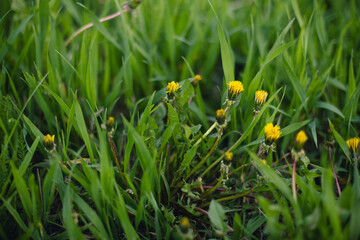 Yellow flowers of dandelions in the grass
