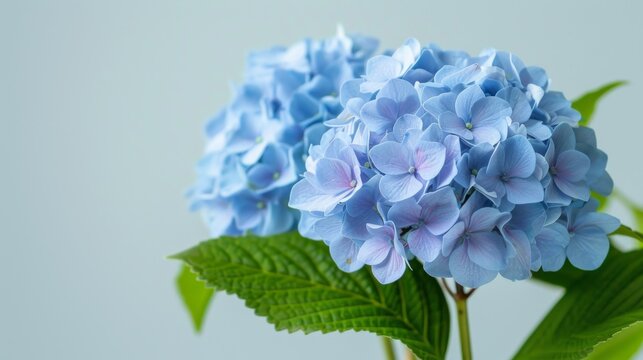 Blue hydrangea flowers in bloom with a macro close-up, showcasing the flora's botanical beauty in spring