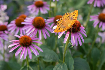 Silver-washed fritillary Butterfly on Echinacea flower in a Summer Garden