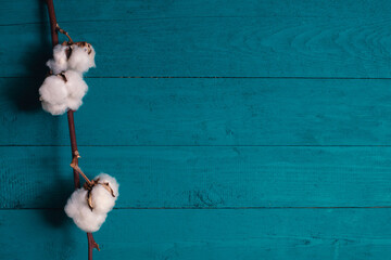 A sprig of dry cotton on a blue background
