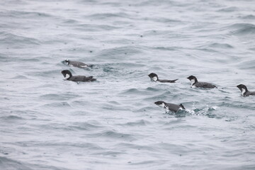 Fototapeta premium The ancient murrelet (Synthliboramphus antiquus) is a bird in the auk family. This photo was taken in Japan.