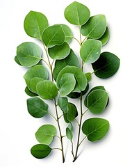 Obraz premium Fresh green eucalyptus branch isolated on white, Perfect for Poster, Cards and Pattern
