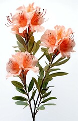  Single branch of orange rhododendron blossoms against a clean white background