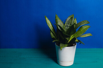 Dracaena in a white pot on a blue background