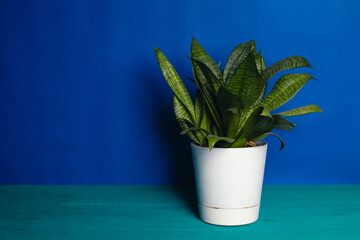 Dracaena in a white pot on a blue background