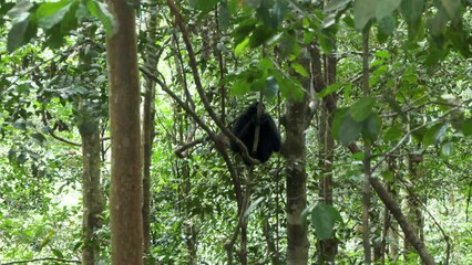 Sumatran black crested gibbon (Nomascus concolor concolor). Indonesia