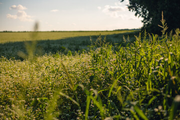 A buckwheat field blooms on a warm summer day