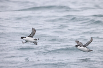 The ancient murrelet (Synthliboramphus antiquus) is a bird in the auk family.  This photo was taken in Japan.