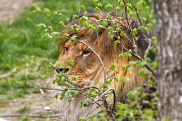  head of an adult lion in the bushes under a tree