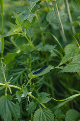 A black caterpillar on a nettle leaf