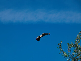 white stork, Ciconia ciconia, bird, nature, animal, wildlife, sp