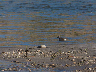 Common Sandpiper, Actitis hypoleucos, bird, animal, nature, wild