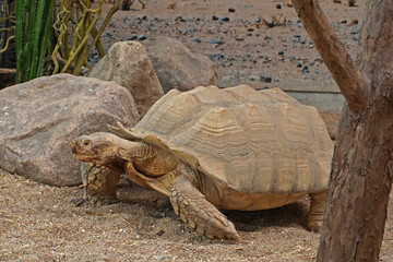 a large turtle in front of the rocks, Centrochelys sulcata