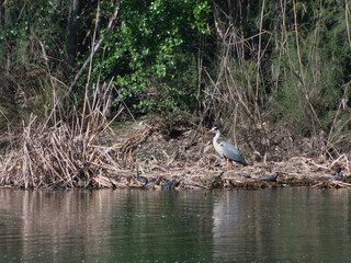 heron, gray,, bird, aquatic, wildlife, fauna, animal, feathers,