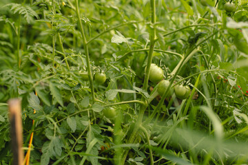 Green tomatoes in the garden close-up