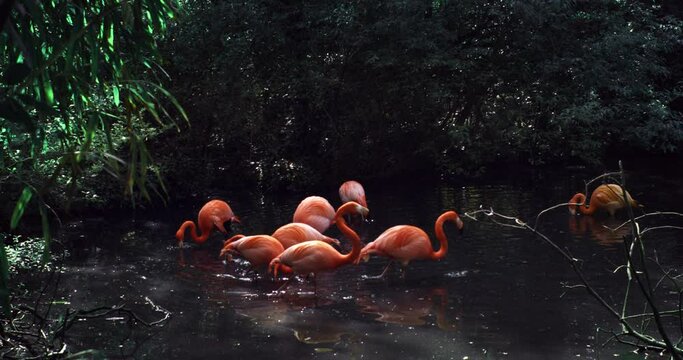 Super slow motion of group of pink flamingo birds walking around in water of blue lagoon in natural habitat surrounded by green jungles nature. Animals protection and conservation.