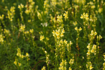 Beautiful wild flowers in green grass