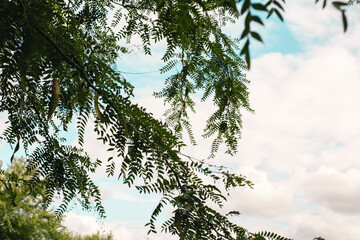 Branches of acacia with leaves on the background of the sky