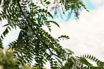 Branches of acacia with leaves on the background of the sky