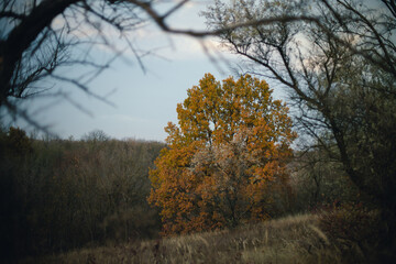 A tree with yellow leaves on an autumn day
