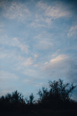 Blue sky with clouds and bald trees