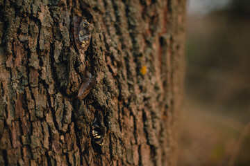 Beautiful tree bark close-up view