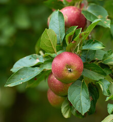 Apple, farming and tree in closeup for agriculture, nutrition or food production in countryside. Growth, red fruits and plant in orchard for sustainability, development or ecology for organic produce